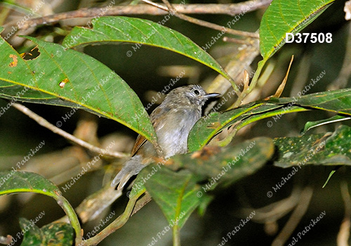 Unicolored Antwren (Myrmotherula unicolor)
